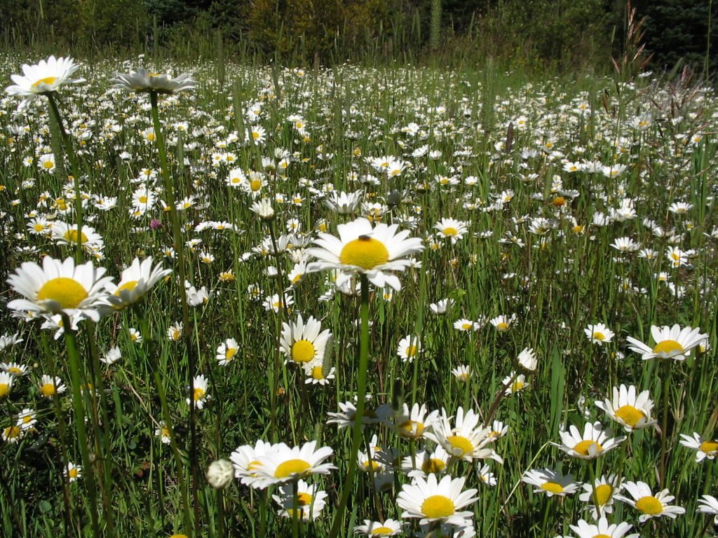 Field of oxeye daisy