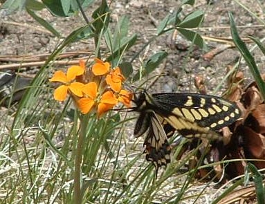 Butterfly on Wallflower