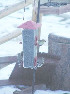Birds at tube feeder
